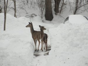 This is what all that snow looked like more than a week after it fell. The deer are there to provide scale. And they are really pretty.